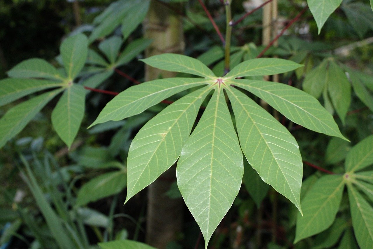 cassava leaves, vegetable, food, agriculture, green vegetables, cassava leaves cassava leaves, vegetable, food, agriculture, green vegetables, cassava leaves, cassava leaves, cassava leaves, cassava leaves, cassava leaves